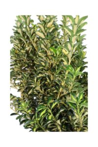 Euonymus Japonicus Luna v24 egarden.store 4 Euonymus Japonicus Luna v24 egarden.store online