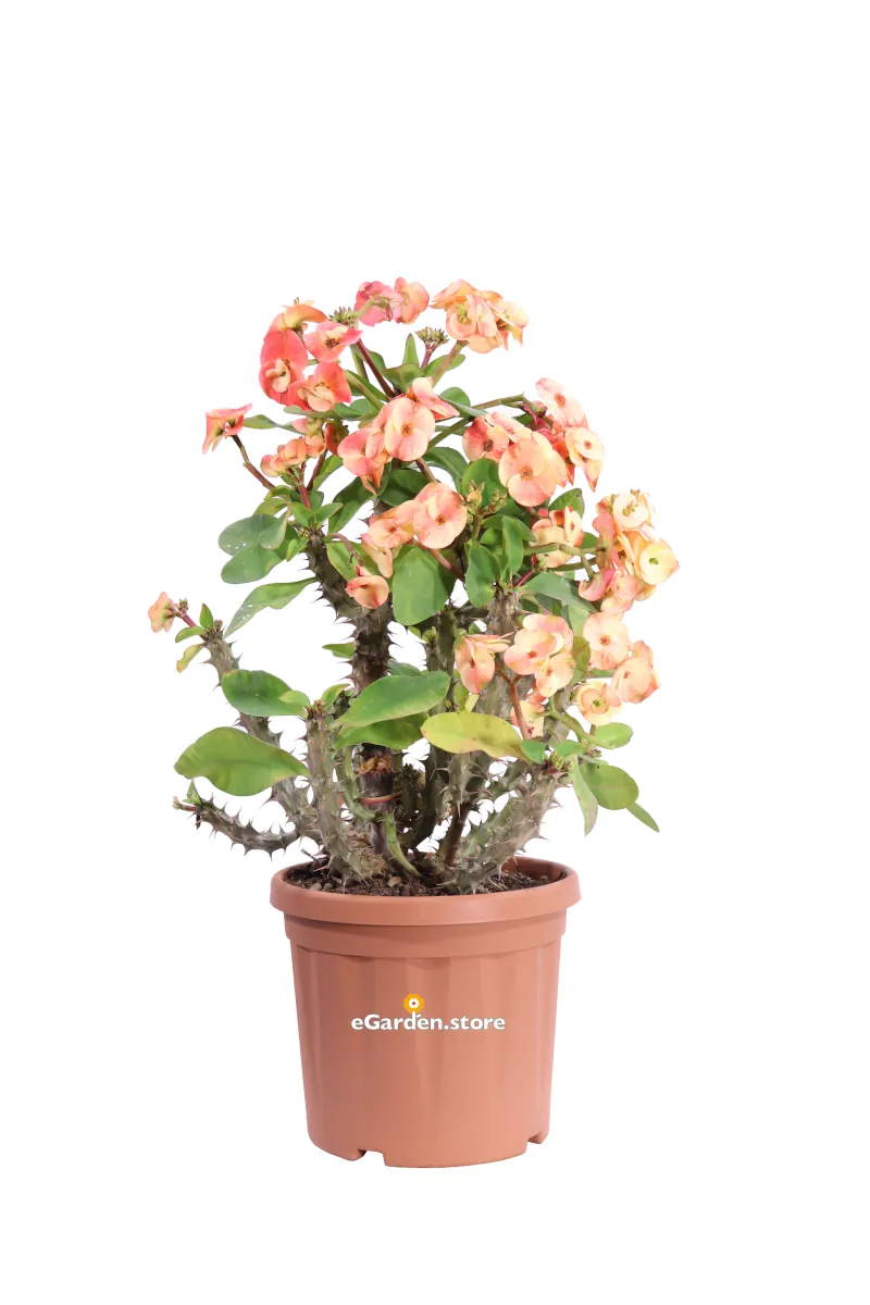 Euphorbia X Lomi Arancione v24 egarden.store online