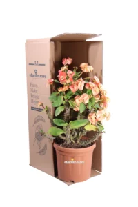 Euphorbia X Lomi Arancione v24 egarden.store online
