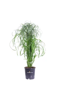 Falso Papiro - Cyperus Alternifolius v14 egarden.store 1 Falso Papiro - Cyperus Alternifolius v14 egarden.store online