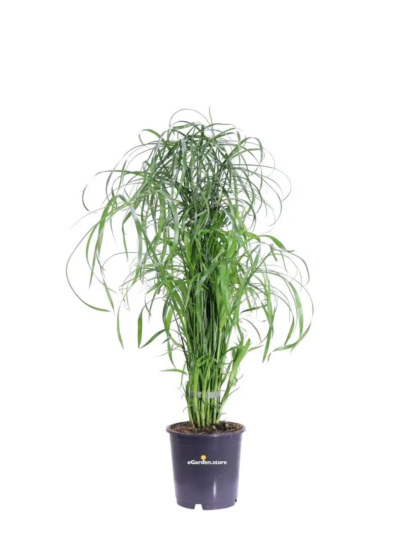 Falso Papiro - Cyperus Alternifolius v14 egarden.store online