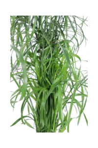 Falso Papiro - Cyperus Alternifolius v14 egarden.store 2 Falso Papiro - Cyperus Alternifolius v14 egarden.store online