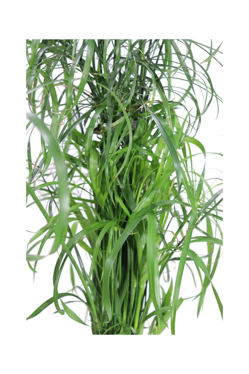 Falso Papiro - Cyperus Alternifolius v14 egarden.store 2 Falso Papiro - Cyperus Alternifolius v14 egarden.store online