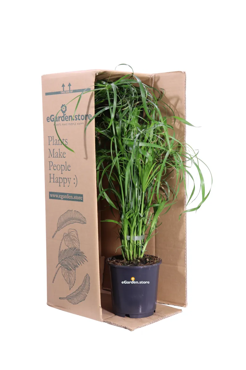 Falso Papiro - Cyperus Alternifolius v14 egarden.store 3 Falso Papiro - Cyperus Alternifolius v14 egarden.store online