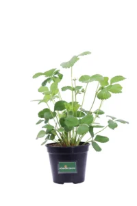 Fragola - Fragaria v14 egarden.store online