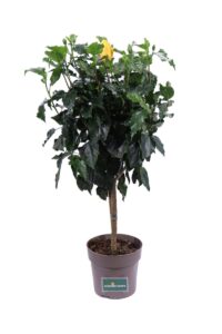Hibiscus Rosa Sinensis Alberello Giallo v17 egarden.store online