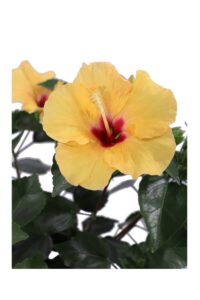 Hibiscus Rosa Sinensis Graff Giallo v17 egarden.store online