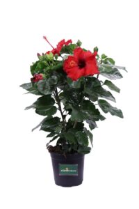 Hibiscus Rosa Sinensis Graff Rosso v17 egarden.store online