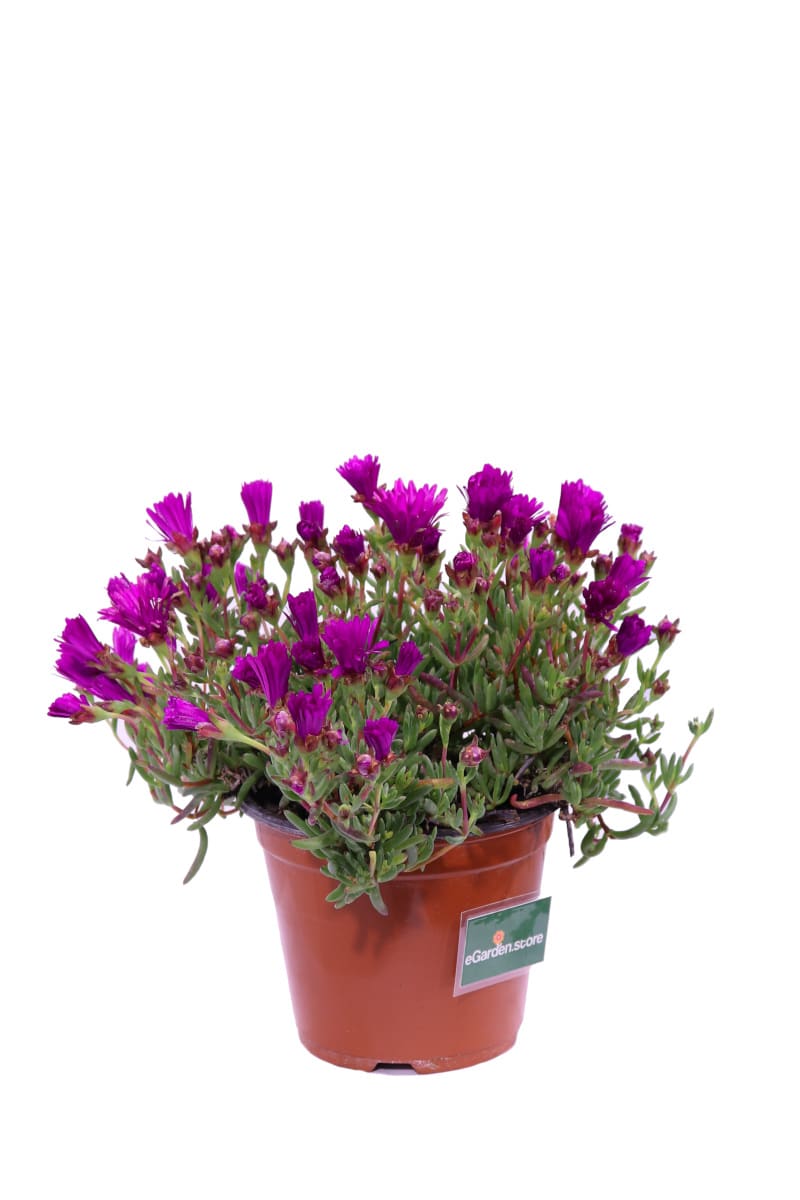 Lampranthus Productus Purple v16 egarden.store online