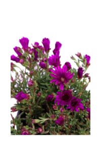 Lampranthus Productus Purple v16 egarden.store 4 Lampranthus Productus Purple v16 egarden.store online