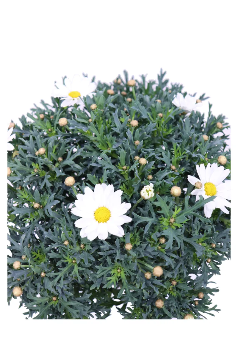 Margherita Comune - Leucanthemum Vulgare - Vivaio Online eGarden
