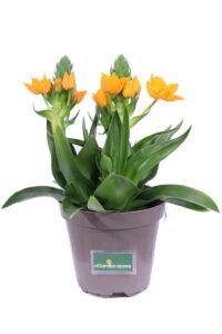 Ornitogallo v14 egarden.store 1 Ornitogallo v14 egarden.store online