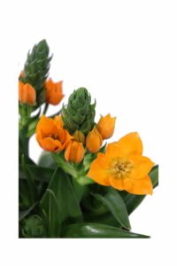 Ornitogallo v14 egarden.store online