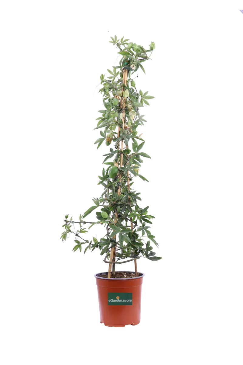 Passiflora Caerulea v16 egarden.store online