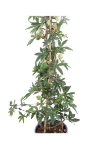 Passiflora Caerulea v16 egarden.store online