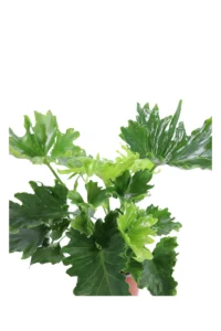 Philodendron Selloum v16 egarden.store online