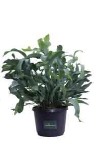 Phlebodium Aureum Blue Star v16 egarden.store online