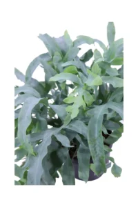 Phlebodium Aureum Blue Star v16 egarden.store online