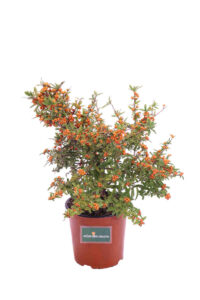 Pyracantha Navaho v16 egarden.store online
