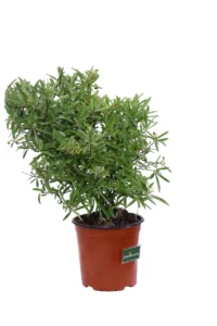Pyracantha Navaho v16 egarden.store online