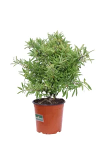 Pyracantha Navaho v16 egarden.store online