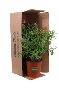 Pyracantha Navaho v16 egarden.store online