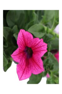 Surfinia Elettric Pink bk16 egarden.store online