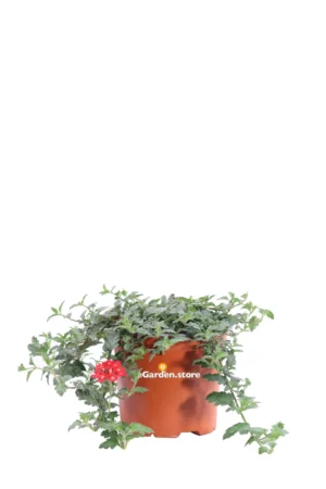 Verbena Peruviana Rossa v15 egarden.store online