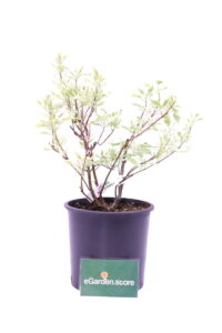 cornus alba sibirica variegata online
