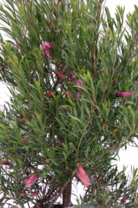 Eremophila Laanii
