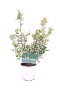 euonymus japonicus kathy online