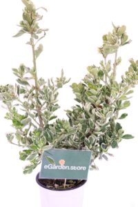 euonymus japonicus kathy online