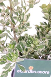 euonymus japonicus kathy online