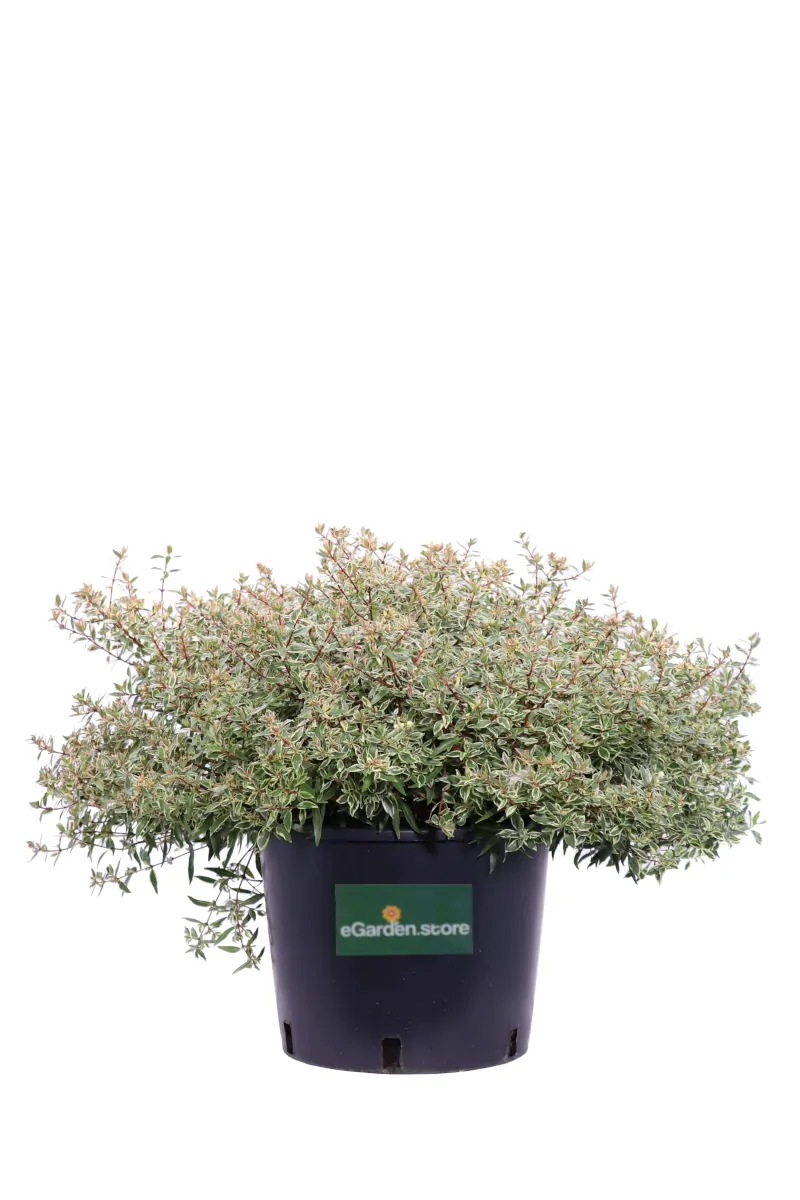 Abelia Grandiflora Confetti v24 egarden.store online