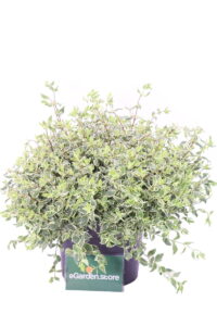 Abelia Grandiflora Variegata aurea online
