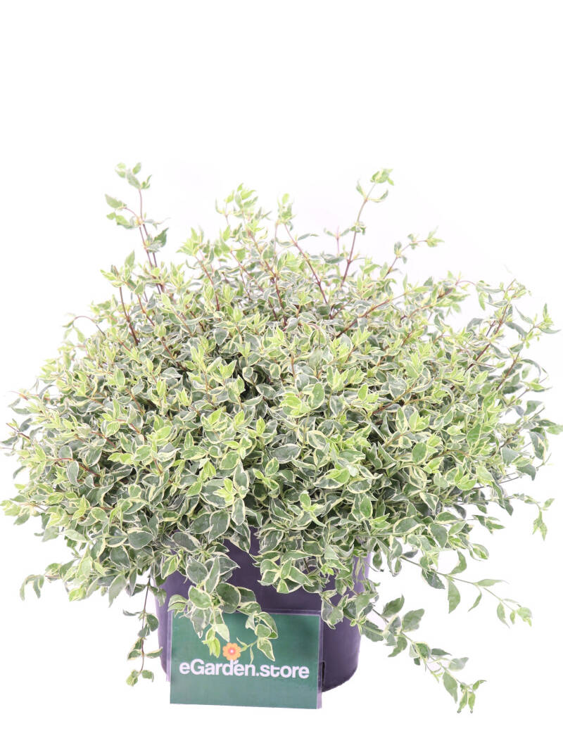 Abelia Grandiflora Variegata aurea online