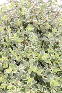 Abelia Grandiflora Variegata aurea