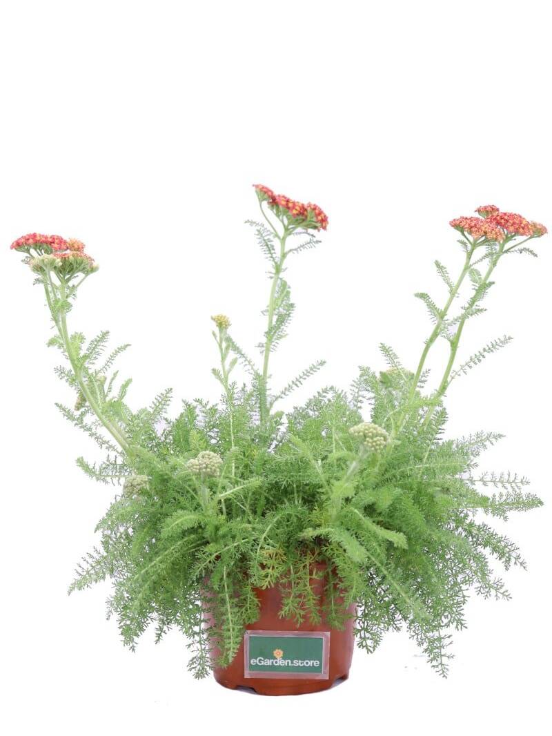 Achillea Millefolium Rossa v14 egarden.store online