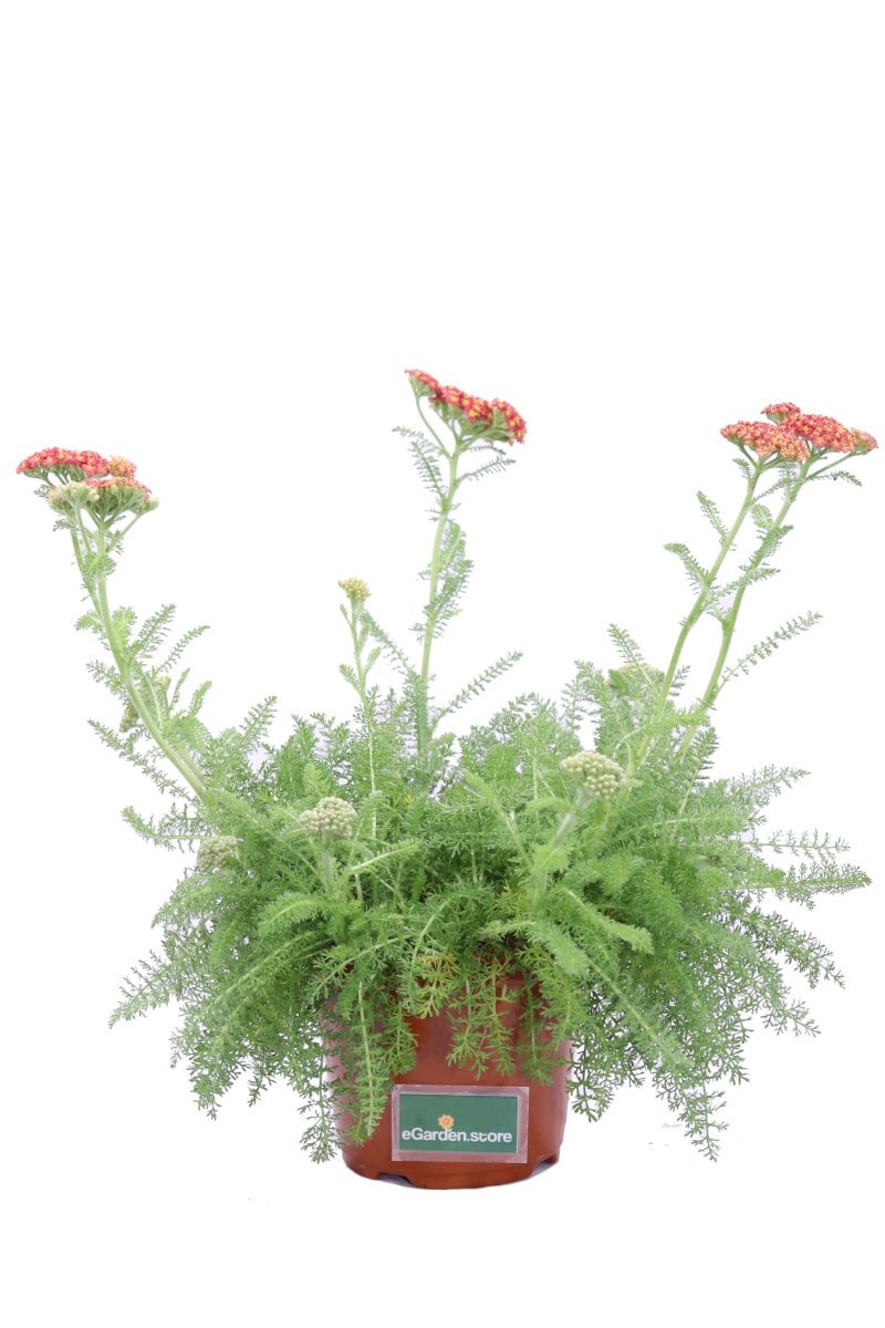 Achillea Millefolium Rossa v14 egarden.store online