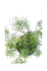 Asparagus Sprengeri v12 egarden.store 4 Asparagus Sprengeri v12 egarden.store online