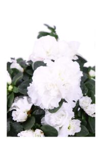 Azalea Japonica Bianca v14 egarden.store 4 Azalea Japonica Bianca v14 egarden.store online