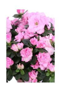 Azalea Japonica Rosa v14 egarden.store 4 Azalea Japonica Rosa v14 egarden.store online
