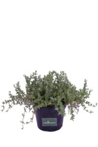 Barba di Giove v14 egarden.store online