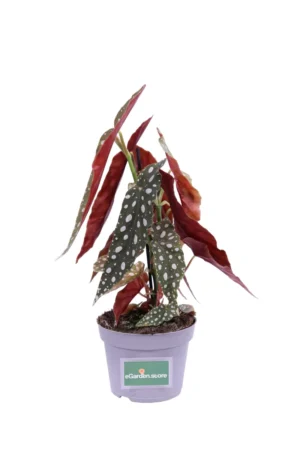Begonia Maculata v12 egarden.store online