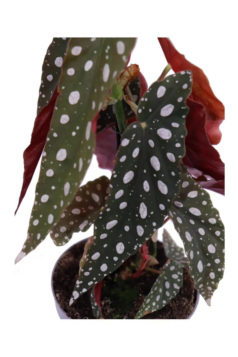 Begonia Maculata v12 egarden.store online