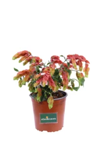 Beloperone Guttata v17 egarden.store online