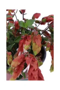 Beloperone Guttata v17 egarden.store online