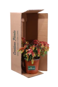 Beloperone Guttata - Pianta Gamberetto