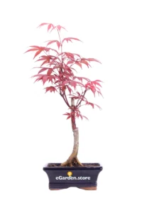 Bonsai Acero Palmato Rosso v.15 egarden.store online