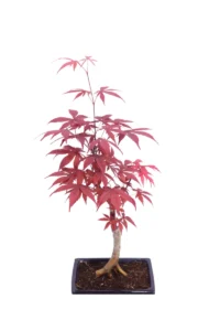 Bonsai Acero Palmato Rosso v.15 egarden.store online